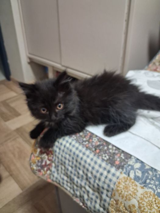 Кошенята шукають добру люблячу родину