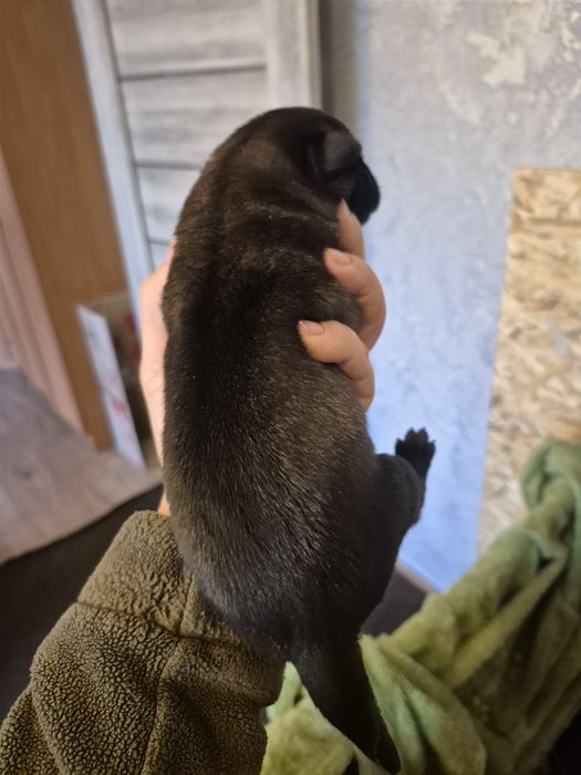 Бельгійська вівчарка малінуа