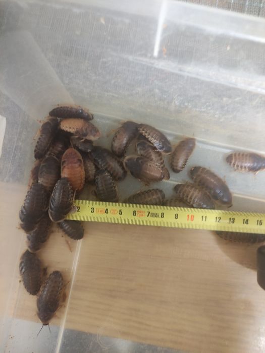 Karaczan argentyński (b.dubia) 1000szt DUŻE