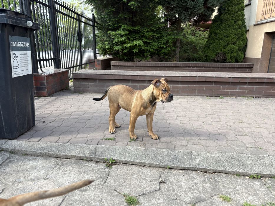 Ca de bou / Perro Dogo Mallorquin / Dog z Majorki FCI