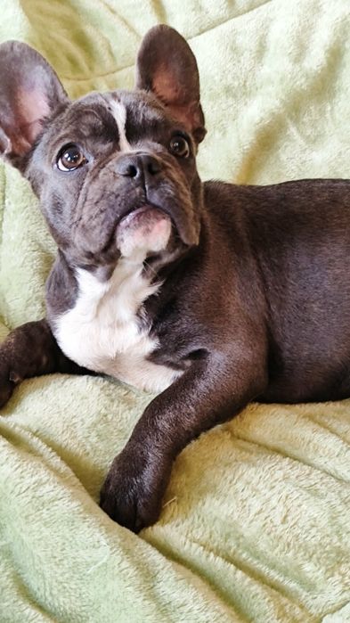 Французький Бульдог