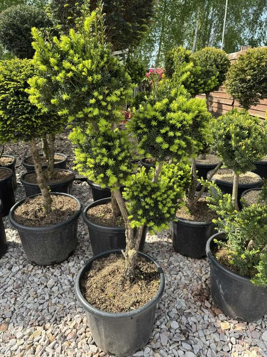 Taxus media, Cis pośredni, 80-140cm, forma pompon, bonsai