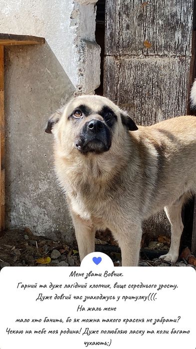 Молоді собачки в добрі руки