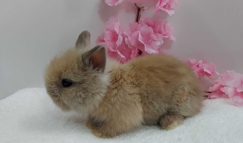 Króliczki karzełki FluffyTeddy domowe