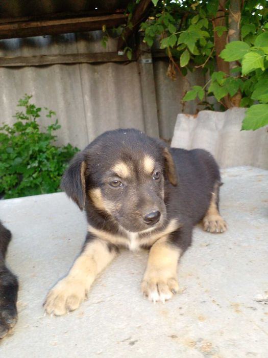 Цуценята в добрі руки