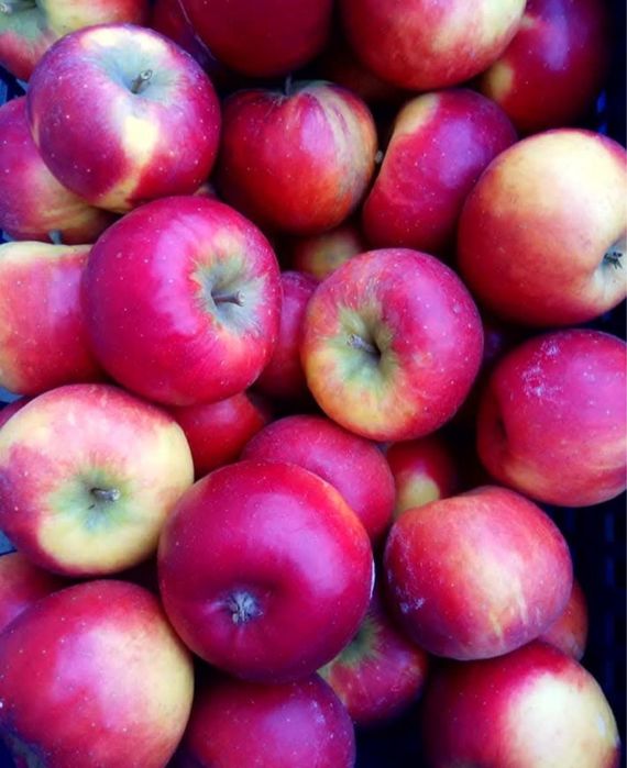 Саджанці яблуні в асортименті.