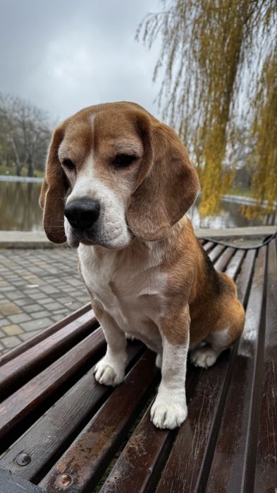 Бігль КСУ-FCI Вязка