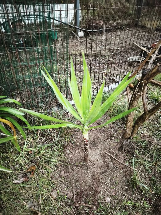 Fiteiras para jardins. Verdadeiras estátuas vivas