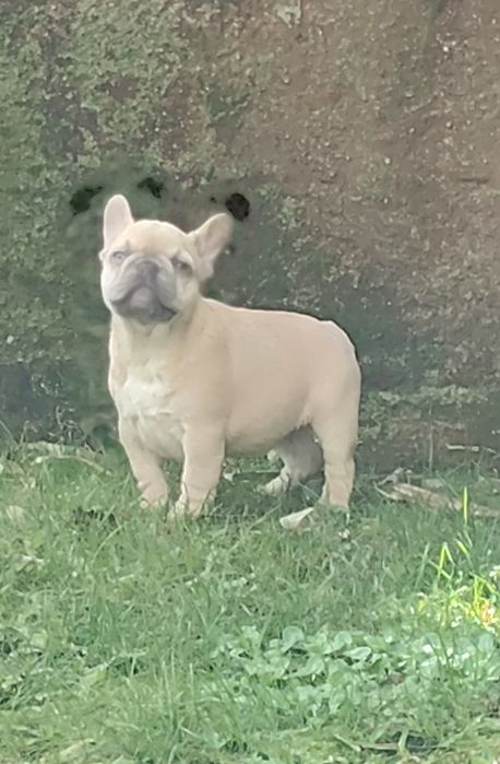 Bulldog Francês Lilac Fawn
