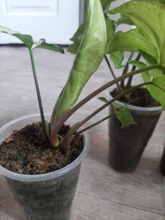 Сингоніум, 3 вазони