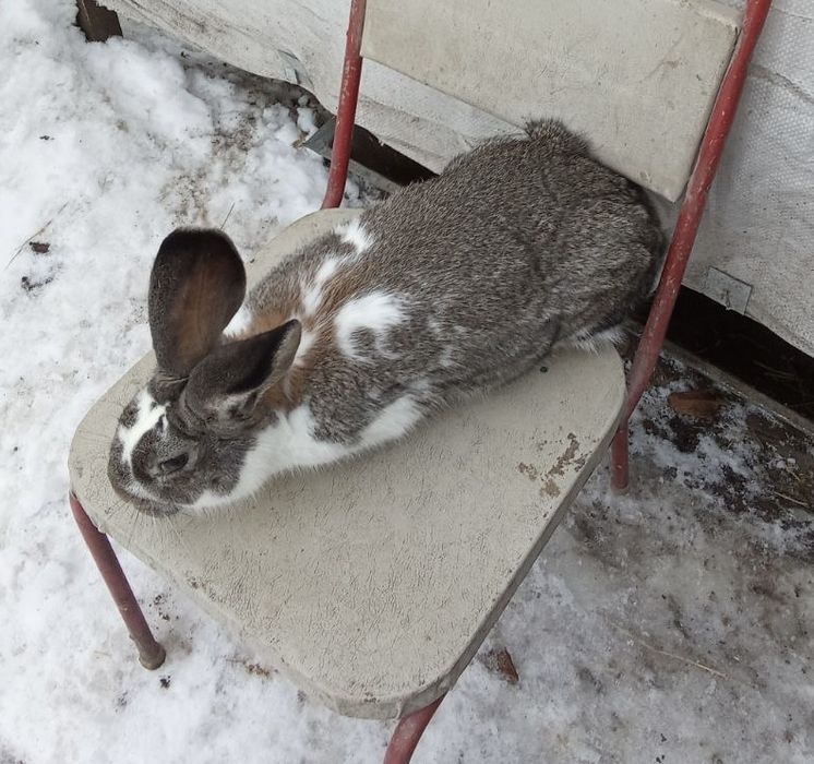 Продам домашніх кролів - самців