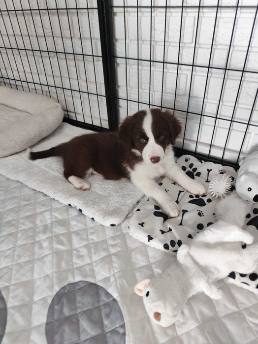 Border collie. Suczka brązowo-biała. Szczeniak