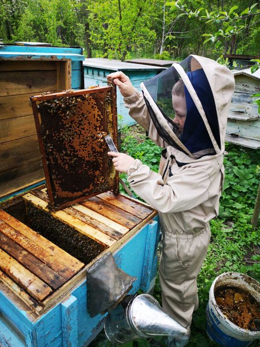 Продам бджолопакети