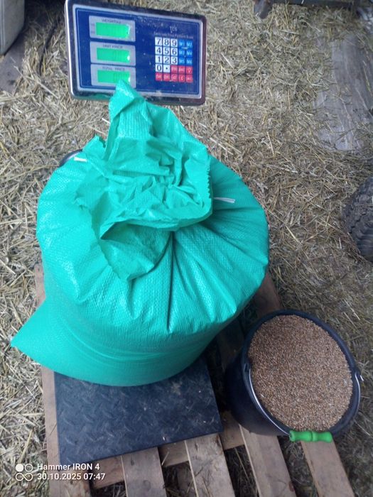 Pszenica ozima Revolver, workowana