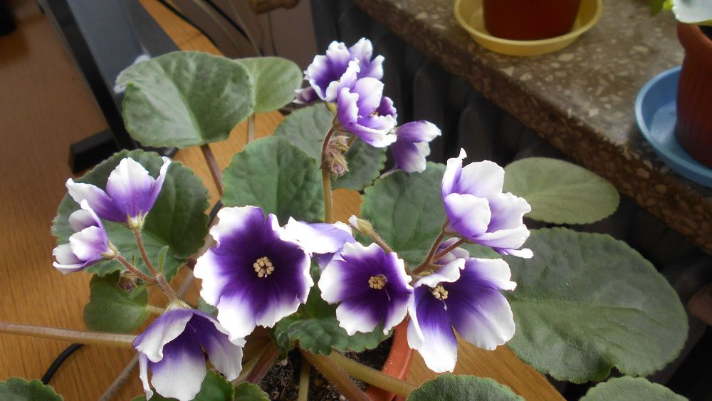 Fikus  wąskolistny i nie tylko