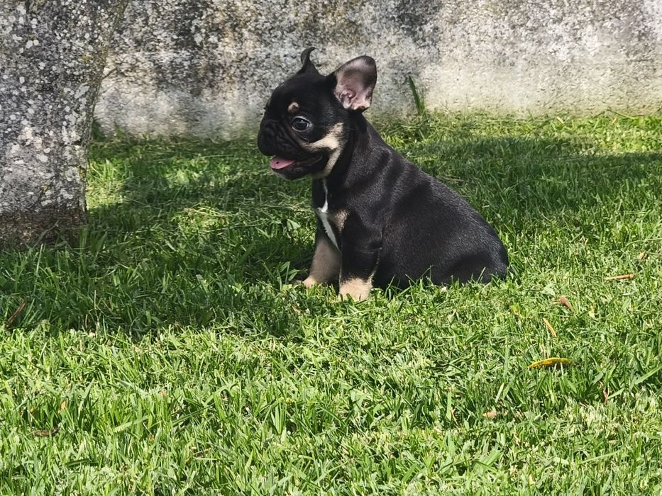 Bulldog Francês macho black tan