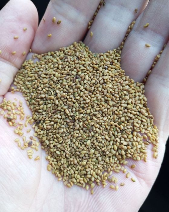 Люцерна насіння люцерни люцерки очищеної