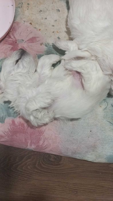 MALTAŃCZYK- suczka cudna bielutka kuleczka