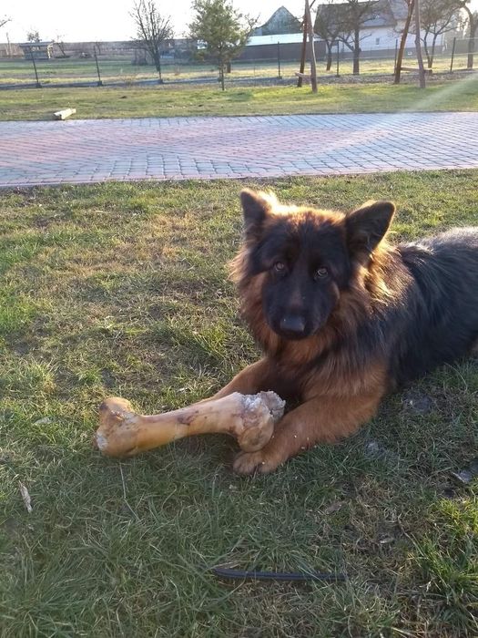 Zaginęła suczka owczarek niemiecki Flama wysoka nagroda