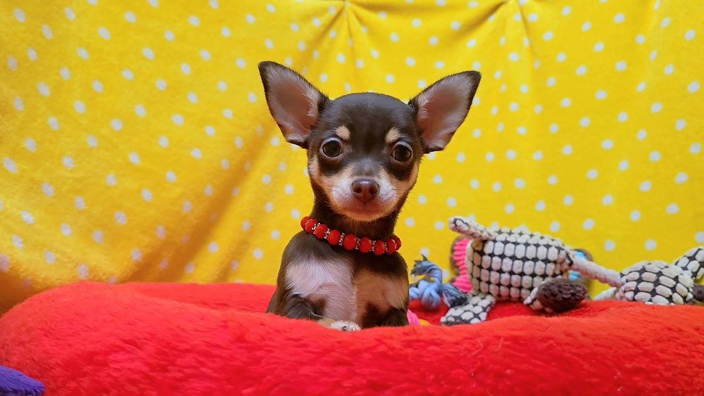Super suczka chihuahua czekoladowa podpalana krótkowłosa