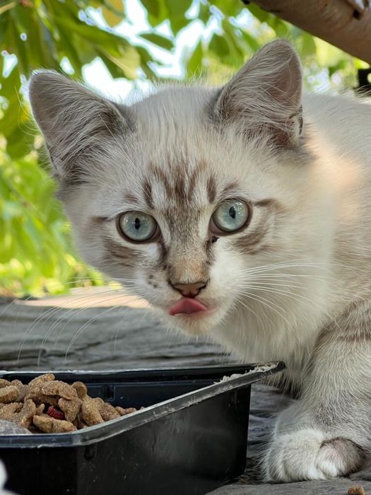 Киця і три малюка шукають дім