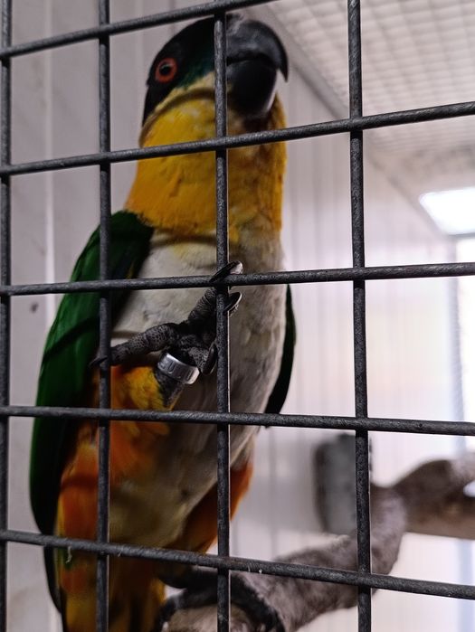 Marianinhas cabeça preta fêmeas adultas e um macho cabeça canela