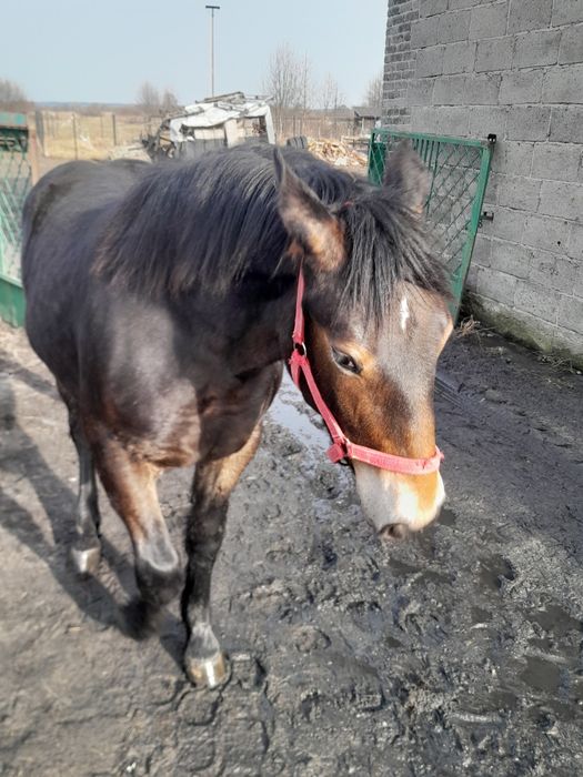 Koń zimnokrwisty sprzedaż