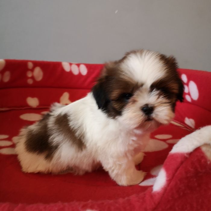 ***   Shih Tzu z domowej hodowli.  ***