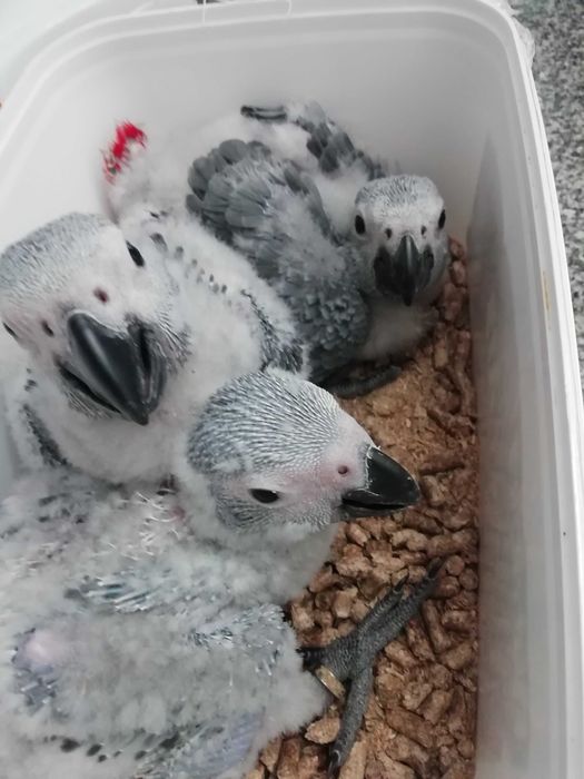 Papagaios Cinzentos de Cauda Vermelha