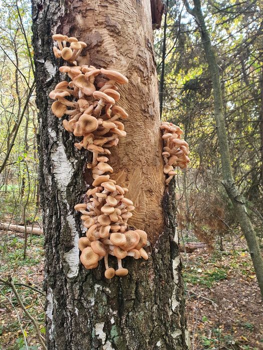 Grzyby marynowane 11 słoików