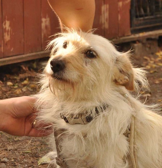LOTTA - wyjątkowa suczka do adopcji