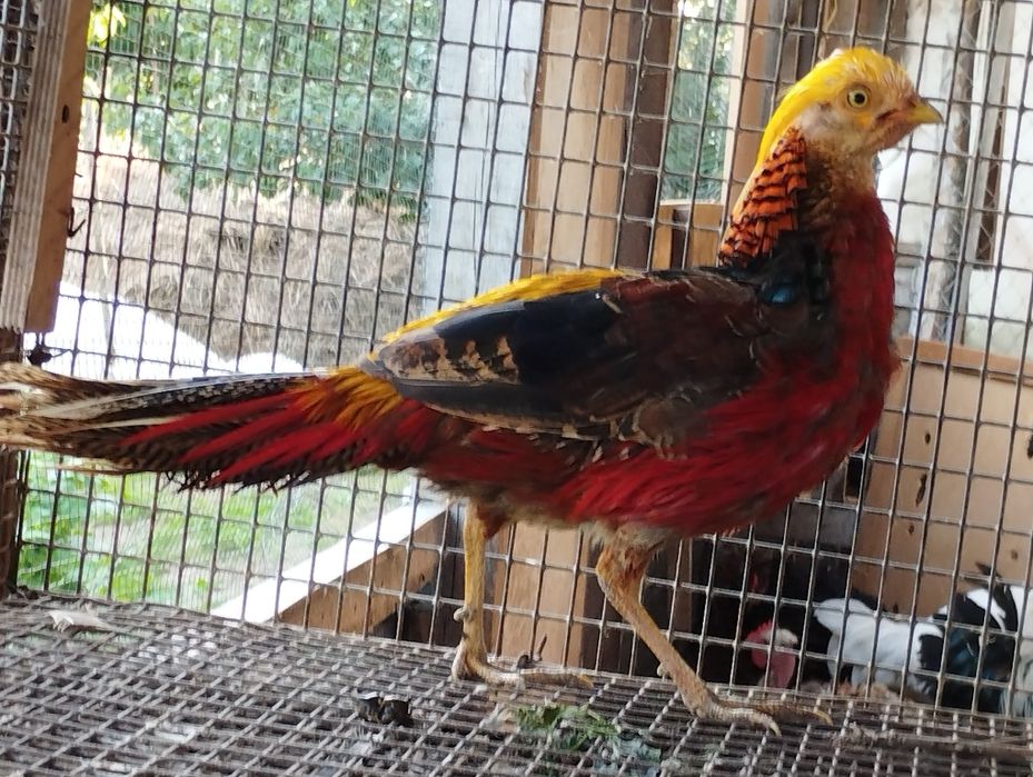 Фазан золотий самець