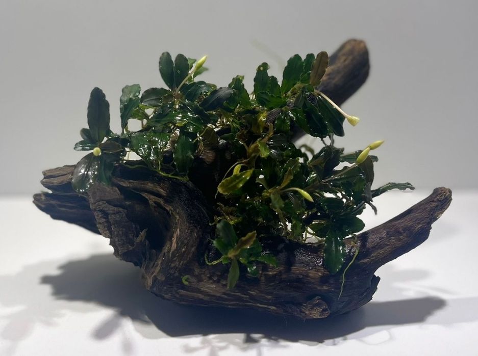 Bucephalandras variadas