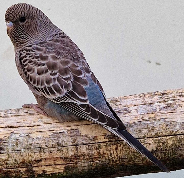 Papużka falista blackface młoda do oswojenia można nauczyć mówić