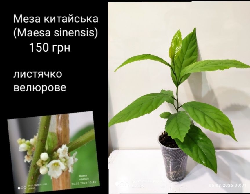 Комнатные декоративнолиственные растения