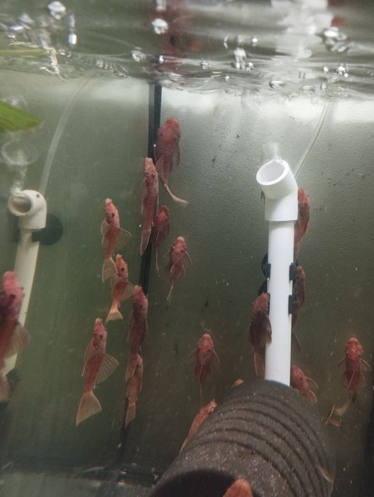 Glonojady super Red zwykłe.