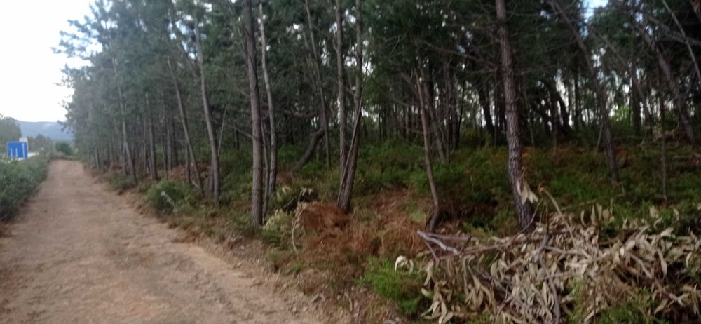 Terreno Rústico com 17500 mts na Sertã