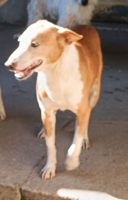 Capitão- cão podengo de porte médio para adoção