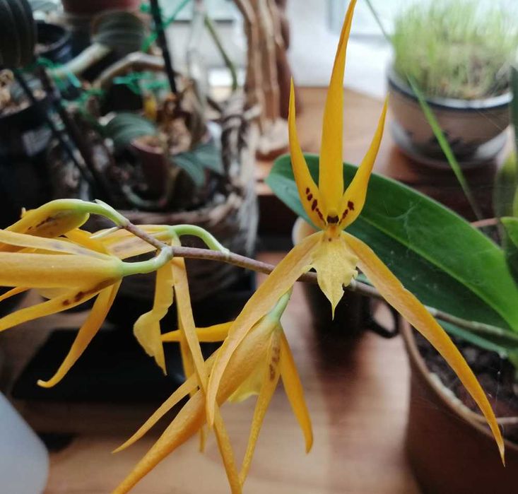 Brassia caudata,  orquídea aranha