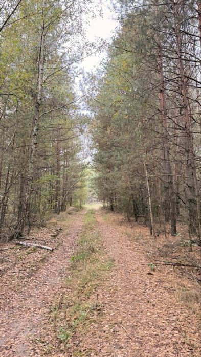 Продам земельний масив під забудову. Ліс! Макарів