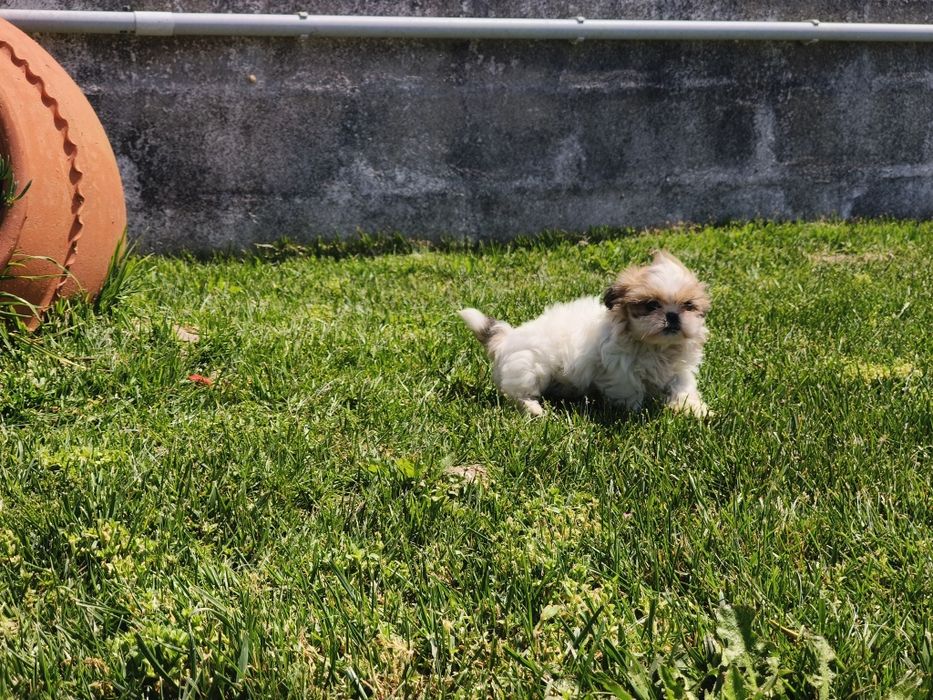 Shih-tzu linda fêmea