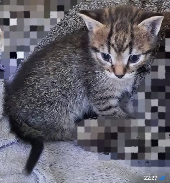 Chic- gatinha bebé para adoção