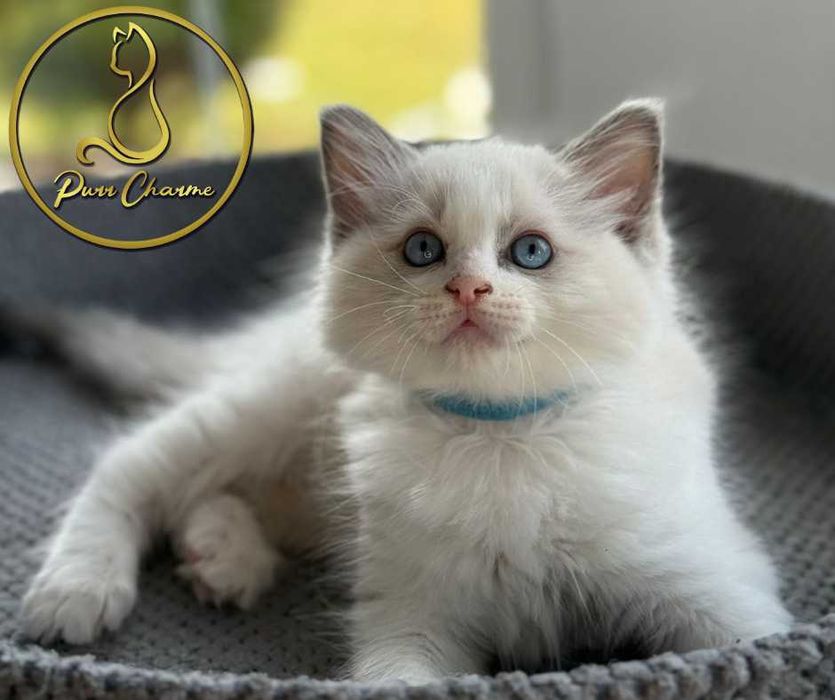 Uroczy kocur ragdoll rodowód FPL FiFe słodki