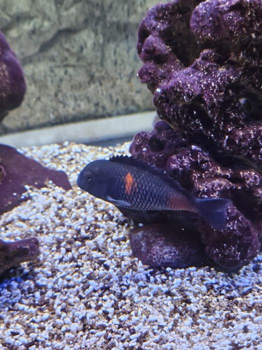 Lago Tanganika casal Tropheus Bulu Point 
do lago Tangani