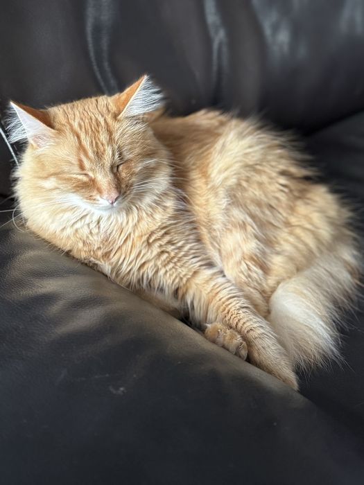 Liczymy na cud… Dom dla Rudego pilnie poszukiwany