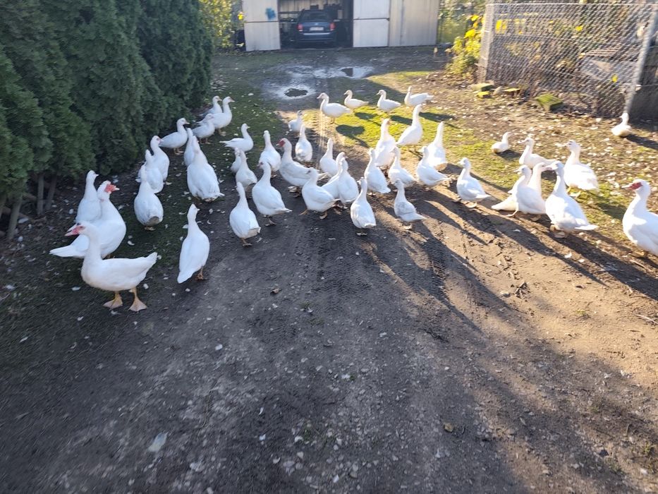 Kaczki i kaczory na sprzedaż