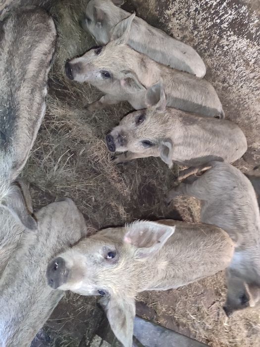 Продам поросят мангалиці