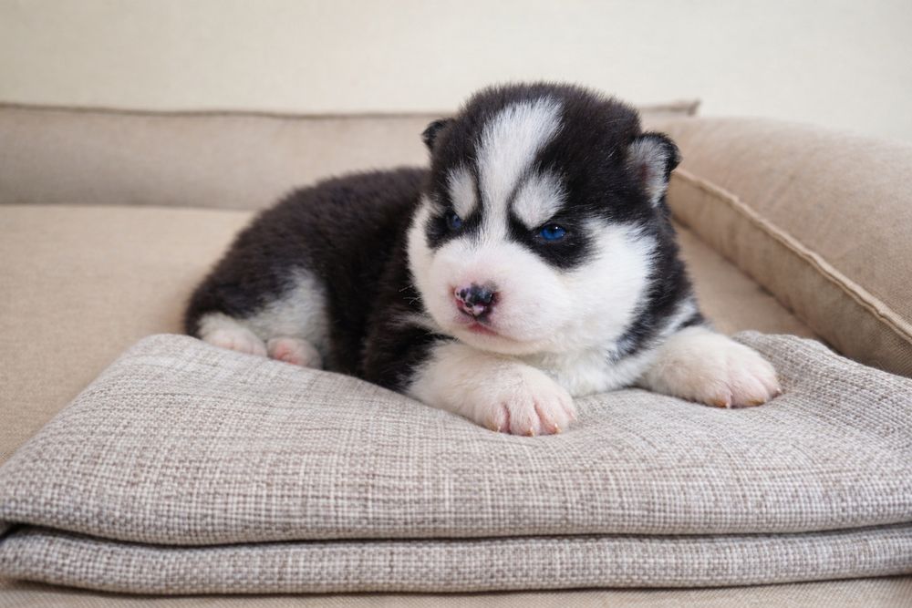 Szczeniak Siberian Husky rodowód ZKwP FCI Champion Puppy Pedigree