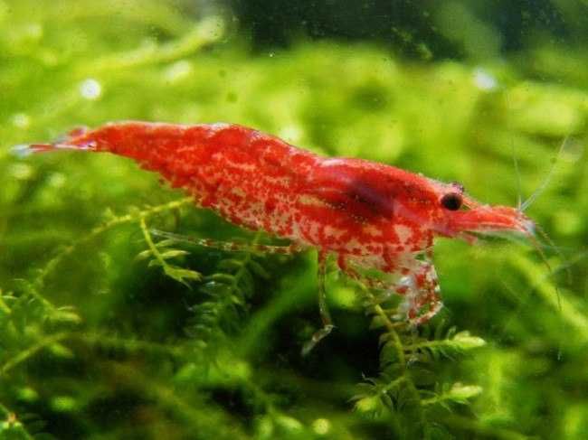 Krewetki crystal red i inne  glupiki mieczyki molinezje slimaki