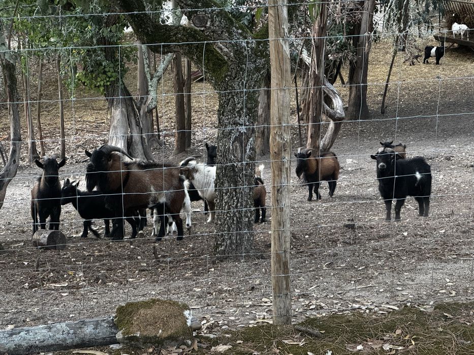 Cabras Anãs para Venda